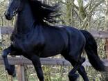 Adopt this horse - photo 2