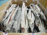 ASC, MSC frozen fish products from the cold store in Lithuania. - фото 15