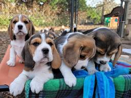 Beagle-Welpen