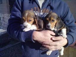 Beagle-Welpen, sozialisiert und zahm