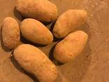 Fresh potatoes: Breeze , Manifesto - perfect quality
