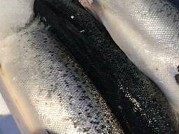 Fresh whole salmon fish