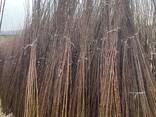 Fruit trees saplings - фото 5