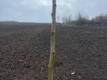 Fruit trees saplings - фото 13