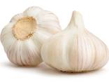 Garlic - фото 1