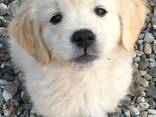 Golden retriever - photo 2