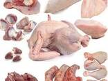 Halal Frozen Chicken, Thigh, Back quarter, Wings , Fillet IPBF , IQF, BF. Ukraine - photo 3