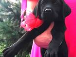 High-breed Labrador Retriever puppies, Kennel - фото 1