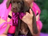 High-breed Labrador Retriever puppies, Kennel - фото 2