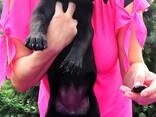 High-breed Labrador Retriever puppies, Kennel - photo 9