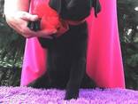 High-breed Labrador Retriever puppies, Kennel - photo 14