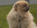 Dog walking - фото 1