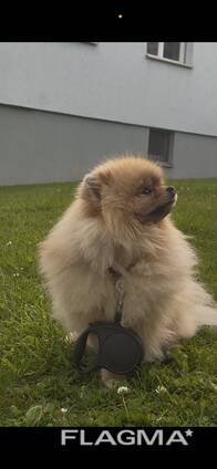 Dog walking