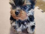 Красивый йоркширский терьер ищет новый дом! - photo 1