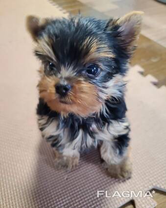 Красивый йоркширский терьер ищет новый дом!