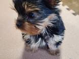 Красивый йоркширский терьер ищет новый дом! - photo 2