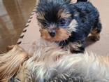 Красивый йоркширский терьер ищет новый дом! - photo 3