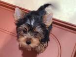Красивый йоркширский терьер ищет новый дом! - photo 5