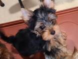 Красивый йоркширский терьер ищет новый дом! - photo 6