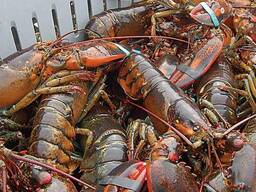Lobsters