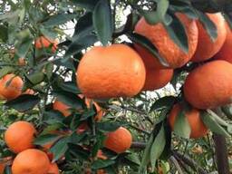 Mandarines Morket