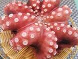 Мороженная рыба и морепродукты от завода из КНР в Швейцарию - фото 1