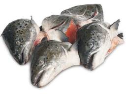 Order Frozen Atlantic Salmon Head For Sale / Frozen Whole Salmon Fish / Frozen Salmon Bell