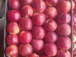 Polish apples (wide range of varieties) - фото 3