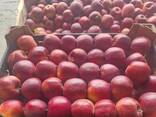 Polish apples (wide range of varieties) - photo 5