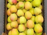 Polish apples (wide range of varieties) - photo 6