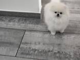 Pomeranian Spitz - фото 1