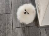 Pomeranian Spitz - фото 3