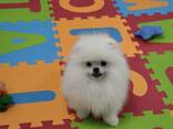 Pomeranian Spitz - фото 7