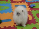 Pomeranian Spitz - фото 8