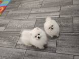 Pomeranian Spitz - фото 9