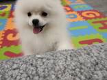 Pomeranian Spitz - фото 10