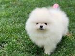 Pomeranian-Welpen - фото 2