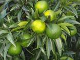 Продам мандарины и лимоны с Италии !Ищу оптового покупателя - фото 1