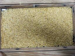 Продам семена льна, подсолнечника, пшеницу, ячмень.