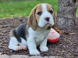 Wunderschöne Beagle-Welpen - фото 2