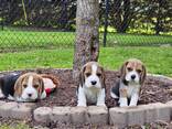 Wunderschöne Beagle-Welpen - фото 3