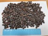 Raisins Sultana Aftabi (brown, confectionery) - photo 3