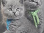 Regal British Shorthair Kittens: The Ultimate Companion - фото 2
