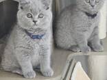 Regal British Shorthair Kittens: The Ultimate Companion - фото 3