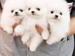 Reinrassige Pomeranian Welpen