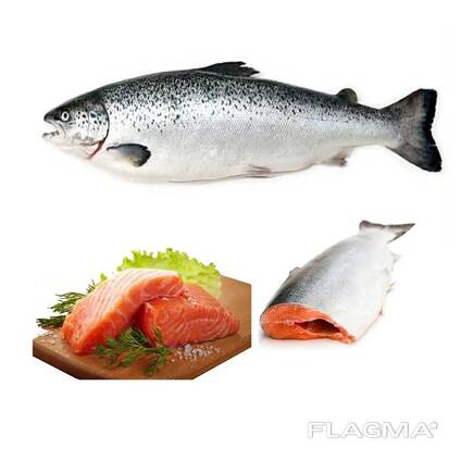 Salmon Fish Frozen Fillet Fresh And Frozen Atlantic Salmon Fish/Whole Frozen Salmon/Trout
