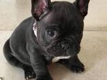 Щенки Французского бульдога - photo 4