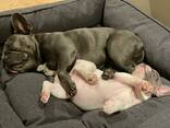 Щенки Французского бульдога - photo 5