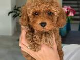 Щенки той-пуделя на продажу - фото 2