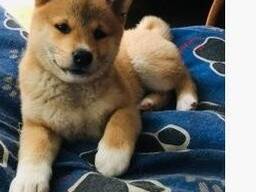 Shiba Inu Welpen